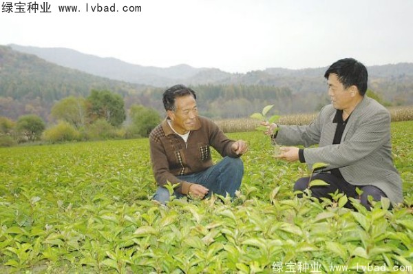 <a href='http://www.wuzhouwash.com/yaocaizhongzi/2305.html' target='_blank'>五味子</a><a href='http://www.wuzhouwash.com/' target='_blank'>種子</a>