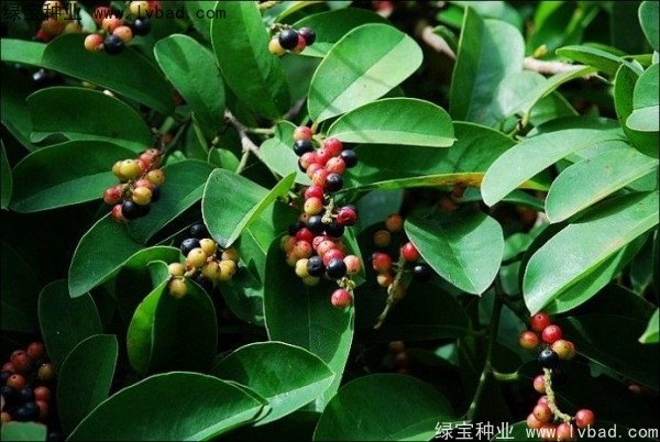 <a href='http://www.wuzhouwash.com/yaocaizhongzi/2305.html' target='_blank'>五味子種子</a>