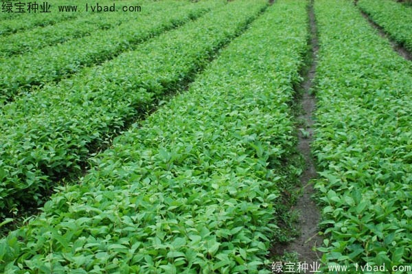 <a href='http://www.wuzhouwash.com/yaocaizhongzi/2305.html' target='_blank'>五味子種子</a>