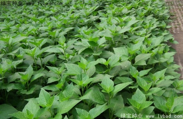 <a href='http://www.wuzhouwash.com/yaocaizhongzi/2306.html' target='_blank'>錦燈籠</a><a href='http://www.wuzhouwash.com/' target='_blank'>種子</a>