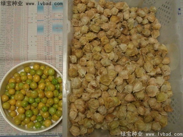 <a href='http://www.wuzhouwash.com/yaocaizhongzi/2306.html' target='_blank'>錦燈籠種子</a>