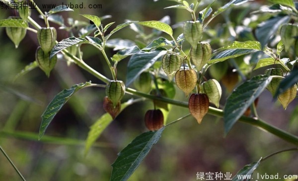 <a href='http://www.wuzhouwash.com/yaocaizhongzi/2306.html' target='_blank'>錦燈籠種子</a>