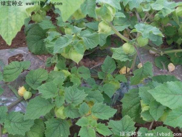 <a href='http://www.wuzhouwash.com/yaocaizhongzi/2306.html' target='_blank'>錦燈籠種子</a>
