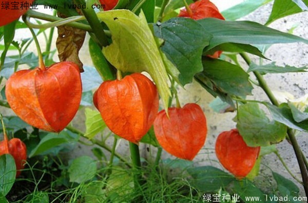 錦燈籠種子