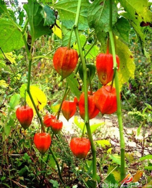 錦燈籠<a href='http://www.wuzhouwash.com/' target='_blank'>種子</a>