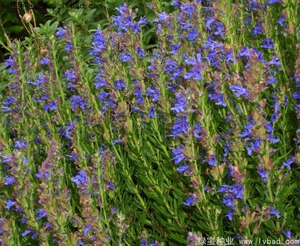 蕓香草<a href='http://www.wuzhouwash.com/' target='_blank'>種子</a>