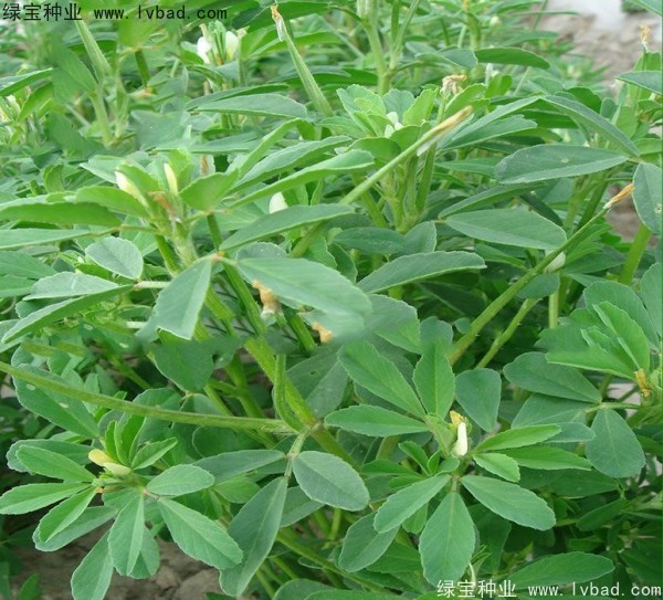 蕓香草種子