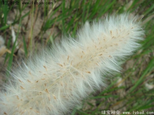 <a href='http://www.wuzhouwash.com/yaocaizhongzi/2310.html' target='_blank'>白茅種子</a>