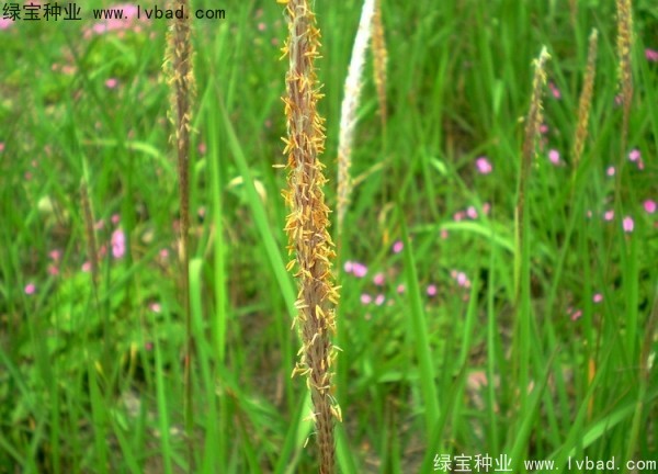 白茅種子