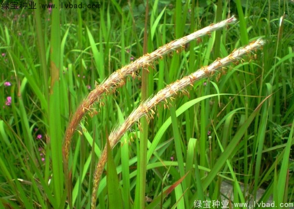 <a href='http://www.wuzhouwash.com/yaocaizhongzi/2310.html' target='_blank'>白茅種子</a>