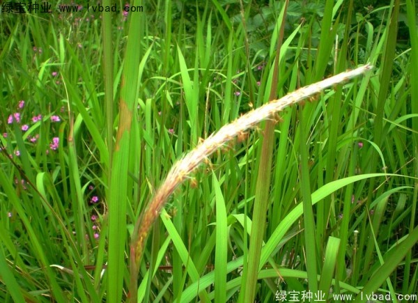 <a href='http://www.wuzhouwash.com/yaocaizhongzi/2310.html' target='_blank'>白茅</a><a href='http://www.wuzhouwash.com/' target='_blank'>種子</a>
