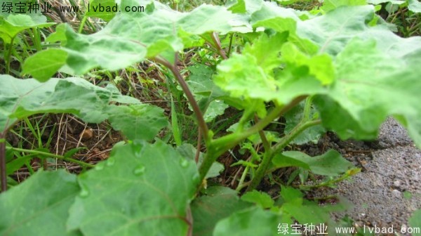 <a href='http://www.wuzhouwash.com/yaocaizhongzi/2313.html' target='_blank'>蒼耳子種子</a>