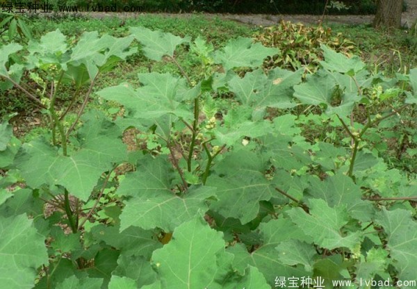 <a href='http://www.wuzhouwash.com/yaocaizhongzi/2313.html' target='_blank'>蒼耳子</a><a href='http://www.wuzhouwash.com/' target='_blank'>種子</a>