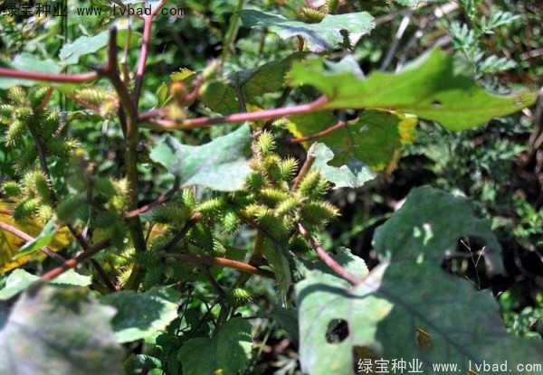 蒼耳子<a href='http://www.wuzhouwash.com/' target='_blank'>種子</a>