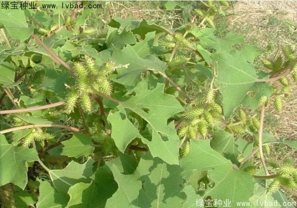 <a href='http://www.wuzhouwash.com/yaocaizhongzi/2313.html' target='_blank'>蒼耳子種子</a>
