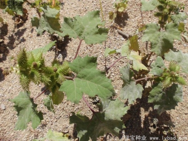 <a href='http://www.wuzhouwash.com/yaocaizhongzi/2313.html' target='_blank'>蒼耳子種子</a>