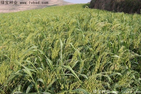 <a href='http://www.wuzhouwash.com/yaocaizhongzi/2314.html' target='_blank'>紅糜子種子</a>