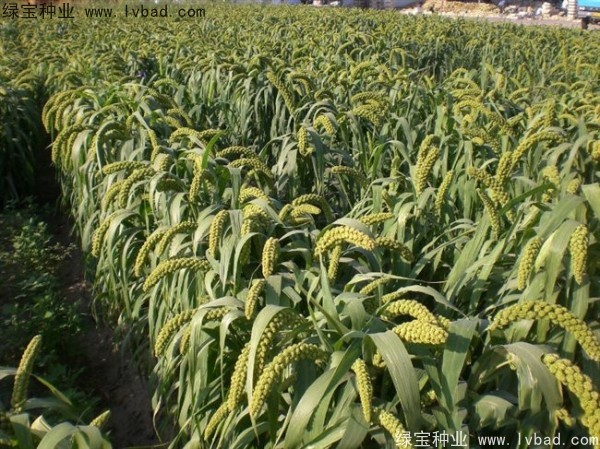 <a href='http://www.wuzhouwash.com/yaocaizhongzi/2314.html' target='_blank'>紅糜子</a><a href='http://www.wuzhouwash.com/' target='_blank'>種子</a>