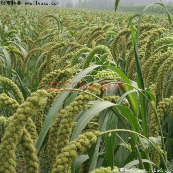 <a href='http://www.wuzhouwash.com/yaocaizhongzi/2314.html' target='_blank'>紅糜子種子</a>