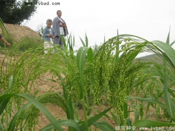 <a href='http://www.wuzhouwash.com/yaocaizhongzi/2314.html' target='_blank'>紅糜子</a><a href='http://www.wuzhouwash.com/' target='_blank'>種子</a>