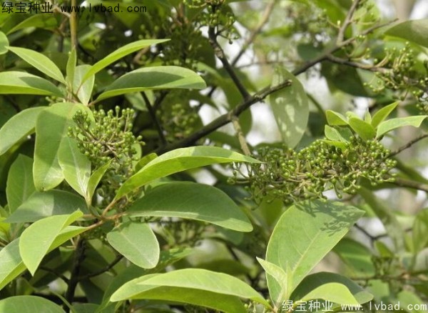 蓽澄茄<a href='http://www.wuzhouwash.com/' target='_blank'>種子</a>
