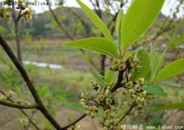 <a href='http://www.wuzhouwash.com/yaocaizhongzi/2315.html' target='_blank'>蓽澄茄種子</a>