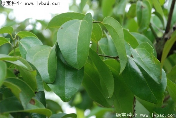 <a href='http://www.wuzhouwash.com/yaocaizhongzi/2315.html' target='_blank'>蓽澄茄種子</a>