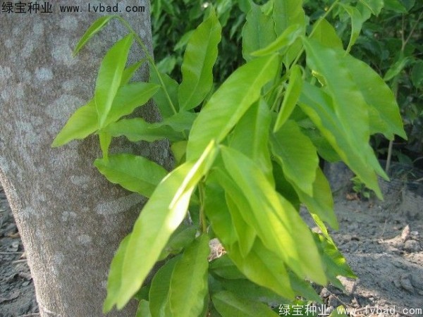 <a href='http://www.wuzhouwash.com/yaocaizhongzi/2315.html' target='_blank'>蓽澄茄</a><a href='http://www.wuzhouwash.com/' target='_blank'>種子</a>