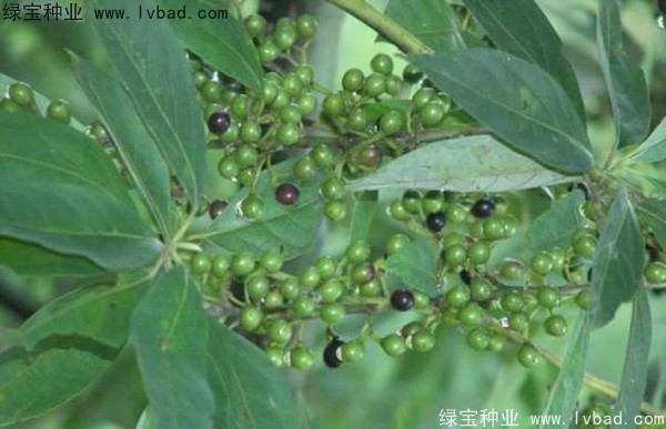 <a href='http://www.wuzhouwash.com/yaocaizhongzi/2315.html' target='_blank'>蓽澄茄</a><a href='http://www.wuzhouwash.com/' target='_blank'>種子</a>