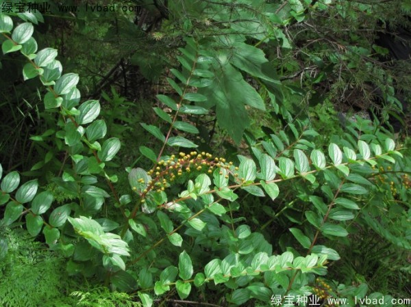 <a href='http://www.wuzhouwash.com/yaocaizhongzi/2316.html' target='_blank'>馬桑種子</a>