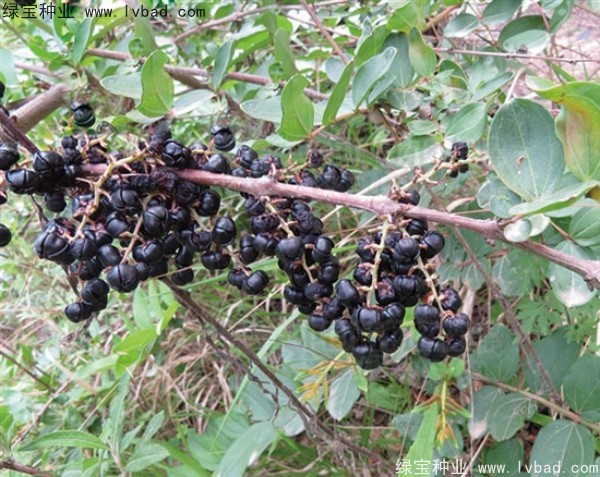 馬桑<a href='http://www.wuzhouwash.com/' target='_blank'>種子</a>