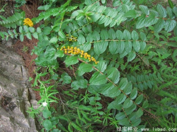 <a href='http://www.wuzhouwash.com/yaocaizhongzi/2316.html' target='_blank'>馬桑種子</a>
