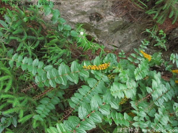 馬桑<a href='http://www.wuzhouwash.com/' target='_blank'>種子</a>