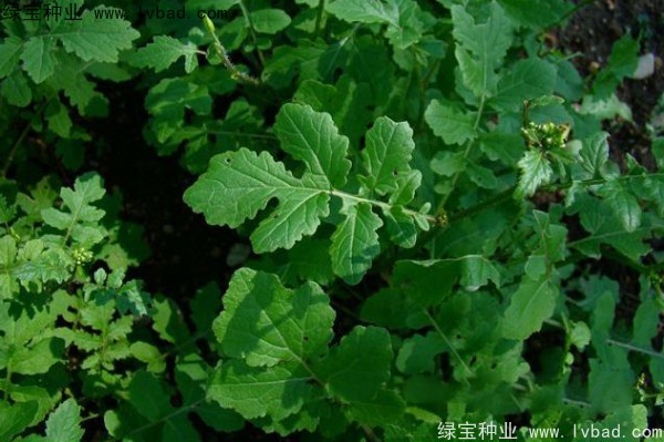 <a href='http://www.wuzhouwash.com/yaocaizhongzi/2317.html' target='_blank'>白芥子種子</a>