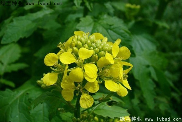 <a href='http://www.wuzhouwash.com/yaocaizhongzi/2317.html' target='_blank'>白芥子種子</a>