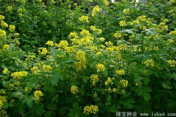 <a href='http://www.wuzhouwash.com/yaocaizhongzi/2317.html' target='_blank'>白芥子種子</a>