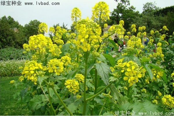 <a href='http://www.wuzhouwash.com/yaocaizhongzi/2317.html' target='_blank'>白芥子</a><a href='http://www.wuzhouwash.com/' target='_blank'>種子</a>