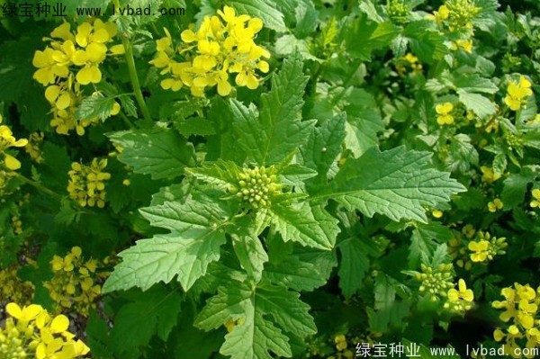 白芥子種子