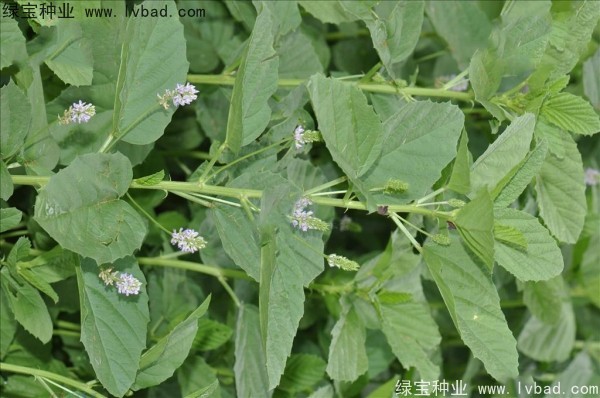 <a href='http://www.wuzhouwash.com/yaocaizhongzi/2318.html' target='_blank'>補骨脂</a><a href='http://www.wuzhouwash.com/' target='_blank'>種子</a>
