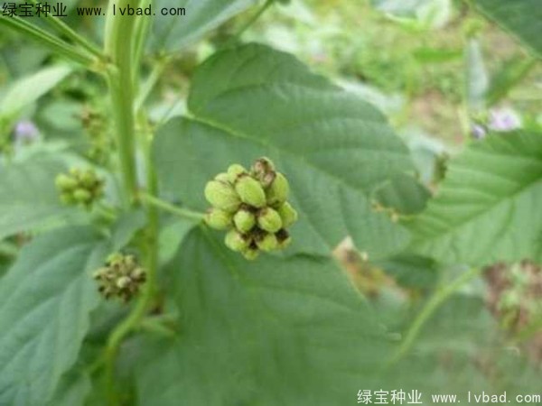 補骨脂<a href='http://www.wuzhouwash.com/' target='_blank'>種子</a>