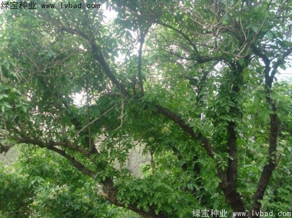 <a href='http://www.wuzhouwash.com/yaocaizhongzi/2319.html' target='_blank'>接骨木</a><a href='http://www.wuzhouwash.com/' target='_blank'>種子</a>