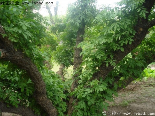 <a href='http://www.wuzhouwash.com/yaocaizhongzi/2319.html' target='_blank'>接骨木種子</a>