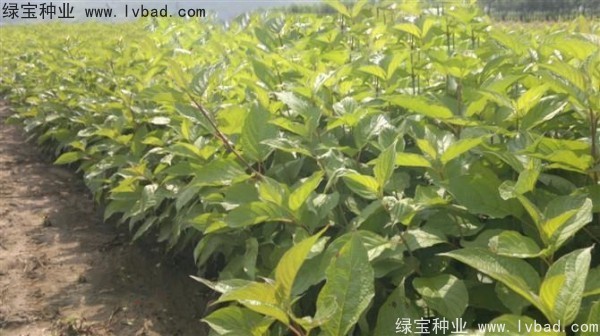 接骨木<a href='http://www.wuzhouwash.com/' target='_blank'>種子</a>