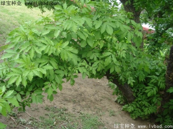 <a href='http://www.wuzhouwash.com/yaocaizhongzi/2319.html' target='_blank'>接骨木</a><a href='http://www.wuzhouwash.com/' target='_blank'>種子</a>