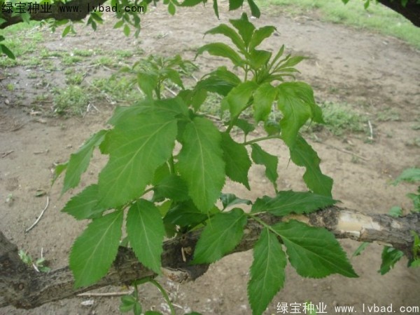 <a href='http://www.wuzhouwash.com/yaocaizhongzi/2319.html' target='_blank'>接骨木種子</a>