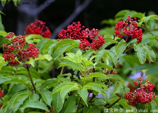 <a href='http://www.wuzhouwash.com/yaocaizhongzi/2319.html' target='_blank'>接骨木種子</a>