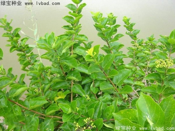 <a href='http://www.wuzhouwash.com/yaocaizhongzi/2320.html' target='_blank'>黃荊種子</a>