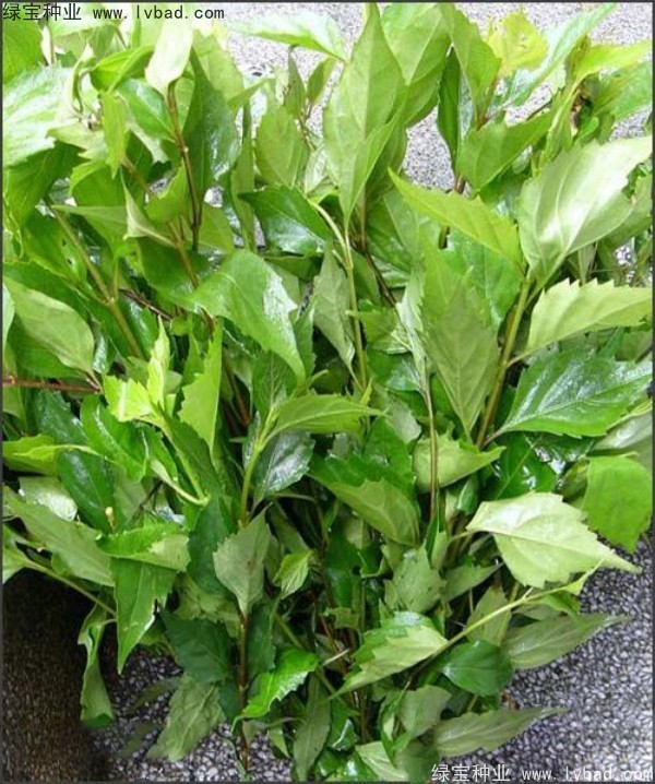 <a href='http://www.wuzhouwash.com/yaocaizhongzi/2320.html' target='_blank'>黃荊</a><a href='http://www.wuzhouwash.com/' target='_blank'>種子</a>