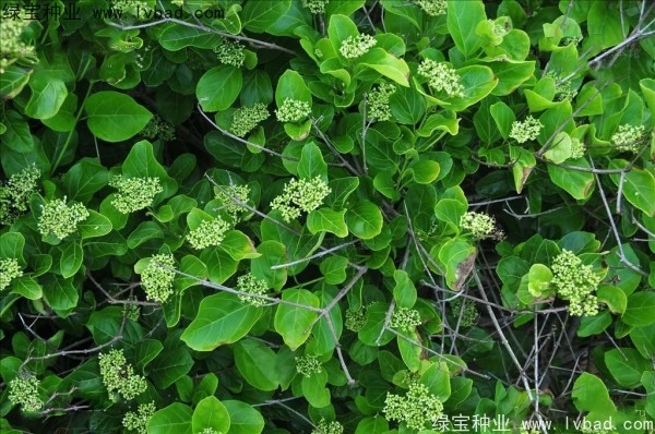 <a href='http://www.wuzhouwash.com/yaocaizhongzi/2320.html' target='_blank'>黃荊種子</a>