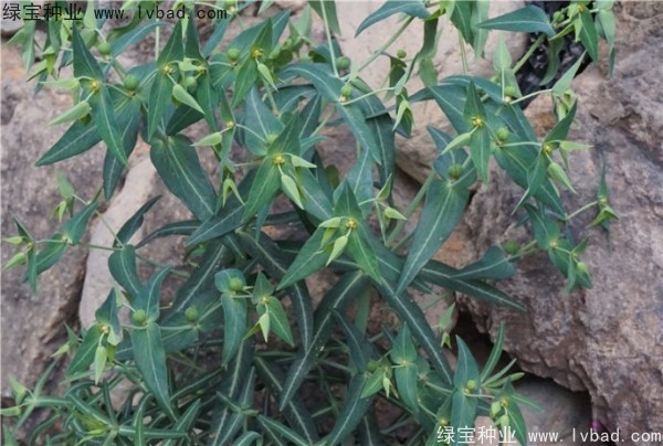 <a href='http://www.wuzhouwash.com/yaocaizhongzi/2322.html' target='_blank'>千金子種子</a>